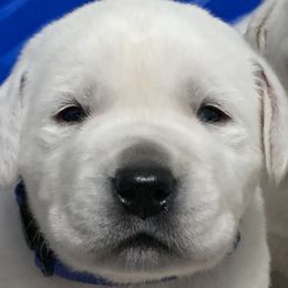 Labrador Retriever Puppies from Ruckus Family Labs