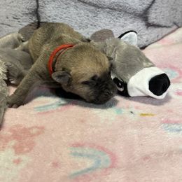 Raccoon - Yellow male Black Mouth Cur puppy in Warsaw, Missouri from Heritage Cow Dogs
