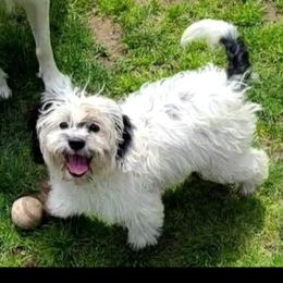 Cockapoo, Maltipoo, Morkie, and Yorkipoo Puppies from Mosaic Merle Doodles