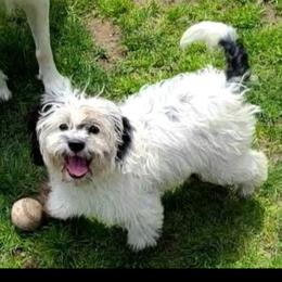Cockapoo, Maltipoo, Morkie, and Yorkipoo Puppies from Mosaic Merle Doodles