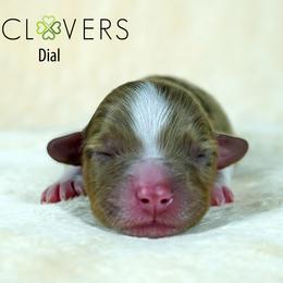 Dial - Red merle male Miniature American Shepherd puppy in Carlisle, Pennsylvania from 4 Clovers Kennel