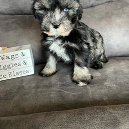 Leo - Salt and pepper male Miniature Schnauzer puppy in Stuart, Iowa from Johnson Family Paws