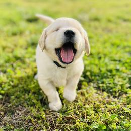 Golden Retriever Puppies from Golden Bunns Retrievers