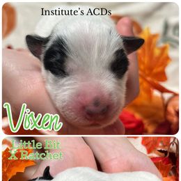 Vixen - Blue male Australian Cattle Dog puppy in Hiddenite, North Carolina from Institute Australian Cattle Dogs