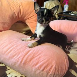 Royal - Black and tan male Chihuahua puppy in Beaumont, Texas from Anastasia’s Tiny Pupps