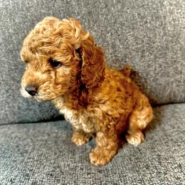 Cavapoo and Poodle Puppies from Quentin