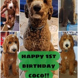Goldendoodle All Grown Up from SW Doodles of CA