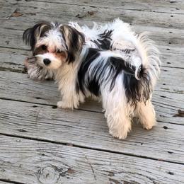 Lake - Morkie