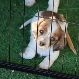 Dachshund Puppies from Butterbean Dachshunds