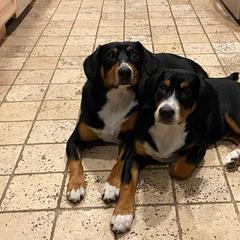 Entlebucher Mountain Dog Puppies from Feather Farm's Entles