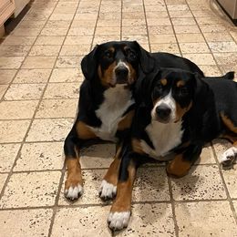 Entlebucher Mountain Dog Puppies from Feather Farm's Entles