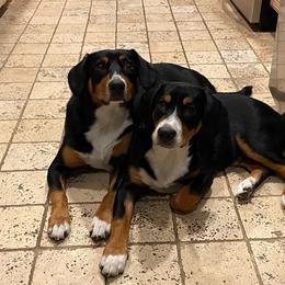 Entlebucher Mountain Dog Puppies from Feather Farm's Entles