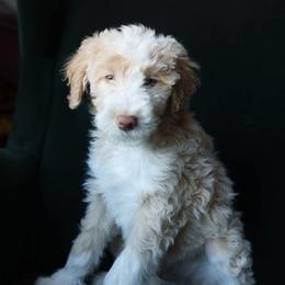Carlisle - male Aussiedoodle puppy in Redding, California from Farmstead Doodles