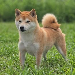 Taiga TKN - Shiba Inu