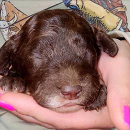 Thunder - Brown and white male Cockapoo puppy in Indiahoma, Oklahoma from Phamily Doodles