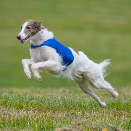 Auri - Silken Windhound