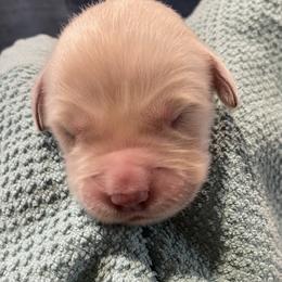 Peyton - Light golden male Golden Retriever puppy in Ennis, Texas from Amberidge Golden Retrievers