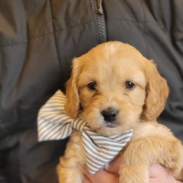 Cavapoo puppies from Hill Farms Cavapoos
