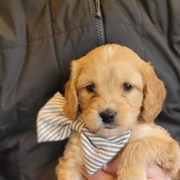 Cavapoo puppies from Hill Farms Cavapoos