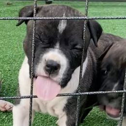 American Staffordshire Terrier Puppies from baycitiesamstaffs
