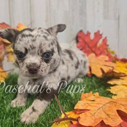 Honey - Merle female Chihuahua puppy in Bowdon, Georgia from Paschal's Pups