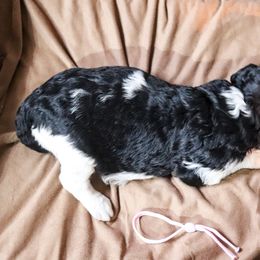 Poodle Puppies from BC’s Poodles on the Mountain