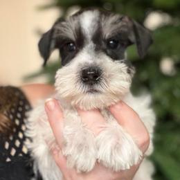 Tully (Pink Collar) - Parti female Miniature Schnauzer puppy in Tacoma, Washington from AKC Nordwest Schnauzers