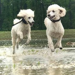 Poodle All Grown Up from Genesis Poodles