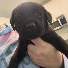 Tan boy - Black male Labrador Retriever puppy in Menifee, California from The Golden Leash Kennels