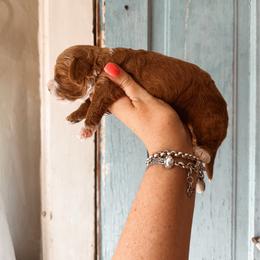Spirit - Apricot female Cavapoo puppy in Shingle Springs, California from Kindred Oak Goldendoodles