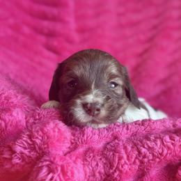 Steve - Brindle male Dachshund puppy in Hornbeck, Louisiana from A&Z Mini Dachshunds