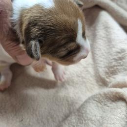 HUGH - White and chocolate male Teddy Roosevelt Terrier puppy in Murray, Kentucky from Froschwald German Shepherds and Xanadu Teddy Roosevelt Terriers
