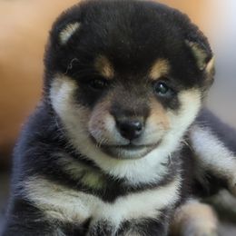 Shiba Inu Puppies from Takikawa Shiba Inus