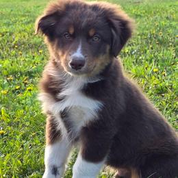 Barcelo 4 - Red tri-color male Australian Shepherd puppy in Solon, Maine from Mountain Range Australian Shepherds