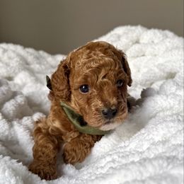 Luke - Red  male Poodle puppy in Ridgewood, New York from The Poodlemen