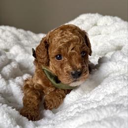 Luke - Red  male Poodle puppy in Ridgewood, New York from The Poodlemen