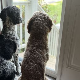 Goldendoodles from Pawfect Puppies