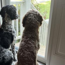 Goldendoodles from Pawfect Puppies