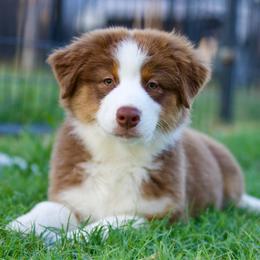 Tempo - Red tri-color male Australian Shepherd puppy in Stephenville, Texas from Diamond H Aussies