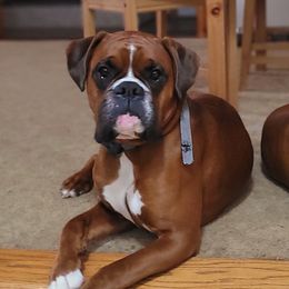 Boxers from BleuSkye Kennels