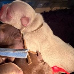 Brown collar New Shade - Liver male French Bulldog puppy in Jefferson City, Missouri from Central Frenchie Haven