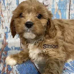Simon - Red Cavapoo puppy in Lebanon, Missouri from Cobbs Creek Canines
