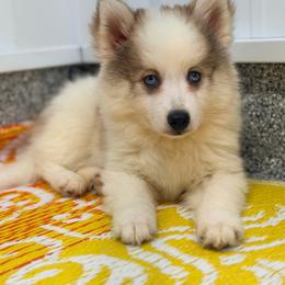 Erling - Gray and white male Pomsky puppy in Centerville, Iowa from LJ Kennels Pomskies, LLC