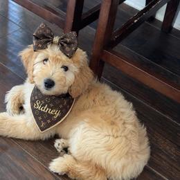 Sidney - Cream female Goldendoodle puppy in Aurora, Illinois from Chicago Goldendoodles