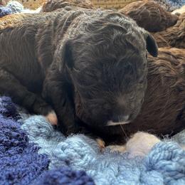 Cookies and Cream - Black male Goldendoodle puppy in Cross, South Carolina from DoodleDandy & Danes