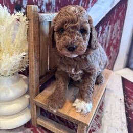 Jaxon - Red  male Goldendoodle puppy in Bucyrus, Missouri from Hill Top Pomskies
