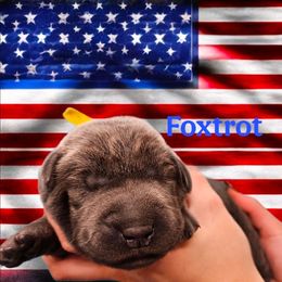 Foxtrot - Charcoal female Dilute Retriever puppy in Sidney, Nebraska from Nebraska Strong Labradors