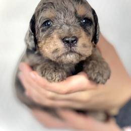 Redbud - Merle female Assorted Doodle Crosses puppy in Kansas City, Missouri from Beary GoldenDoodles