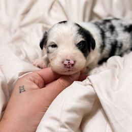 Spirit - Blue merle male Australian Shepherd puppy in Polk City, Florida from Skaky Shepherds