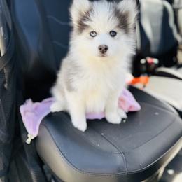 Honey Bunny - Blue female Pomsky puppy in Yavapai County, Arizona from Pawsh Pomskies